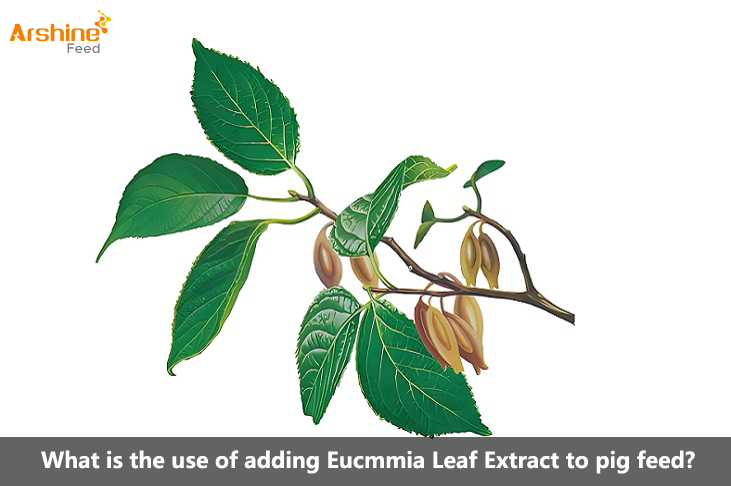 Eucmmia Leaf Extract to pig feed