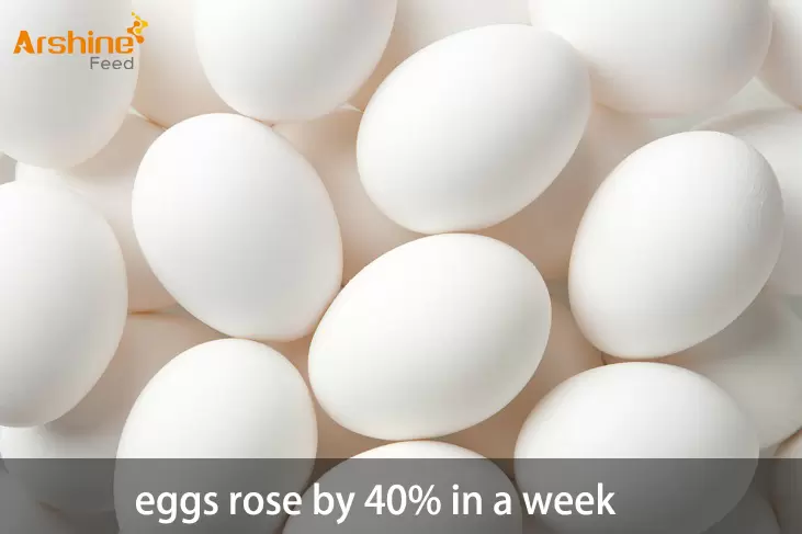 The price of eggs rose by 40% in a week the Argentine National Institute of Statistics