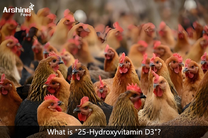 What is "25-Hydroxyvitamin D3"?