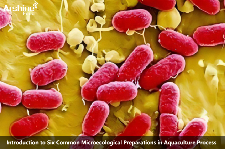 Introduction to Six Common Microecological Preparations in Aquaculture Process