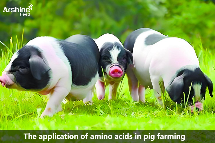 The application of amino acids in pig farming