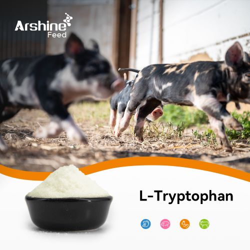 L-Tryptophan/Tryptophan