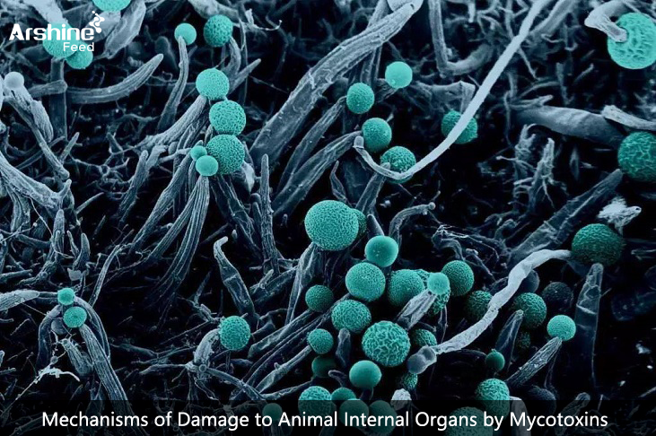 Mechanisms of Damage to Animal Internal Organs by Mycotoxins