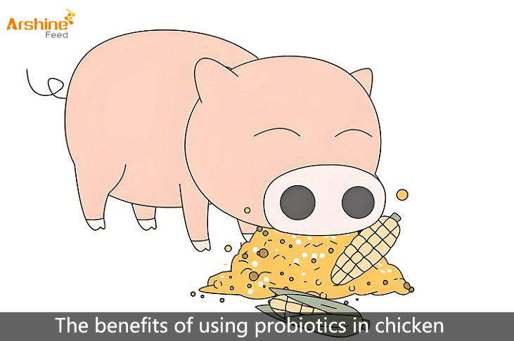 The benefits of using probiotics in chicken