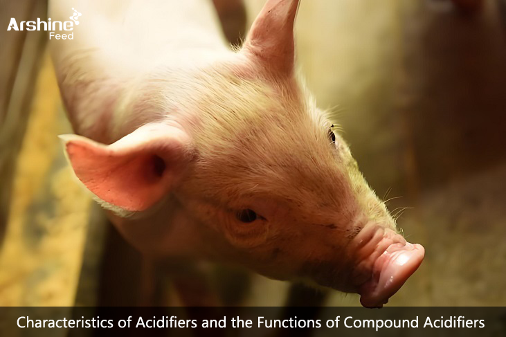 Characteristics of Acidifiers and the Functions of Compound Acidifiers