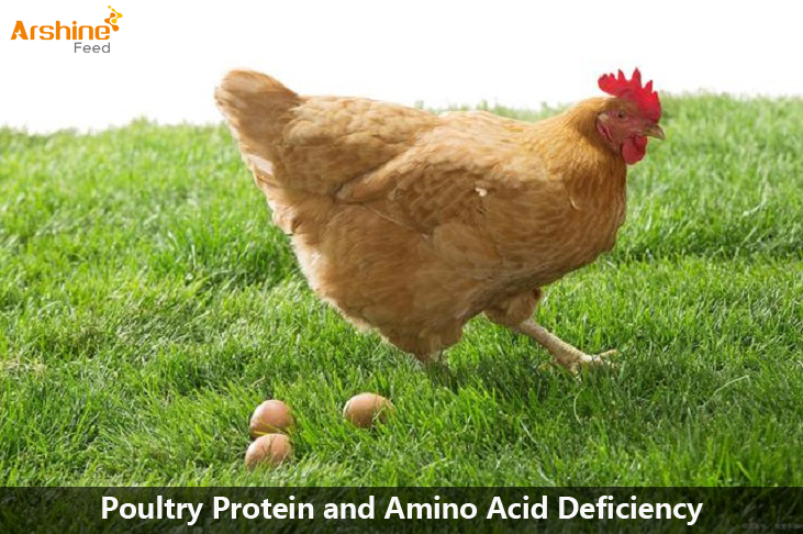 Poultry Protein and Amino Acid Deficiency