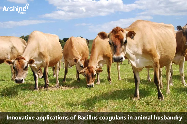applications of Bacillus coagulans