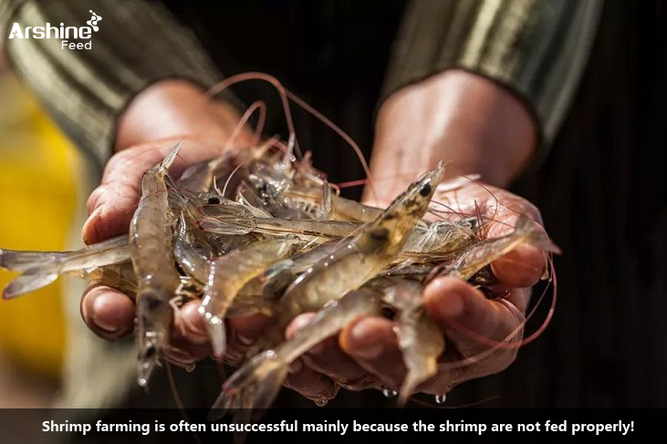 Shrimp farming is often unsuccessful mainly because the shrimp are not fed properly!